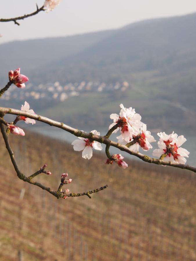 Gastehaus Weingut Rossler Ξενοδοχείο Lorch am Rhein Εξωτερικό φωτογραφία